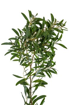 Acacia Melanoxylon or Acacia Penninervis, dark green, narrow leaves and small, ball-like, yellowish white flowers. Isolated on white background.