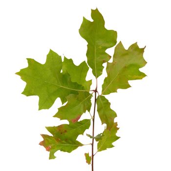 Northern red oak is the most popular hardwood in the US. The foliage on this tree is stunning, with dark green leaves in summer giving away to brilliant red in the fall. Branch isolated on white background.