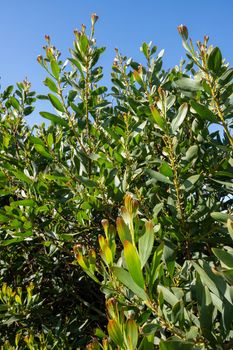 Acacia Melanoxylon or Acacia Penninervis, dark green, narrow leaves and small, ball-like, yellowish white flowers. Wild blackwood or Wattle is flowering plant in the pea family Fabaceae, Mimosoideae.