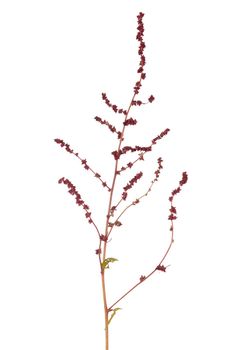 Triangle orache or saltbush thrives best in saline environments. That’s why you’ll find this weed growing along beaches and roadsides where there are salt deposits. Its leaves are shaped much like arrowheads. Branch isolated on white background.