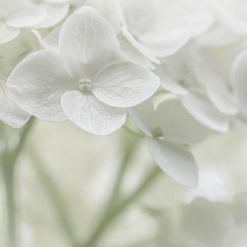 Background from white Hydrangea flowers. Hortensia in bloom.