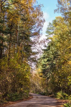 Beautiful autumn forest and road. Bright yellow leaves of trees. Natural colorful background