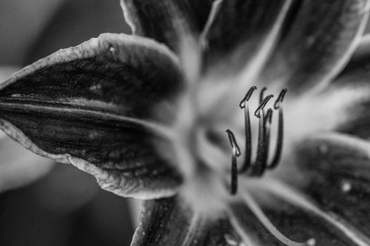 Close up of full blooming day lilies Black and white photo. High quality photo