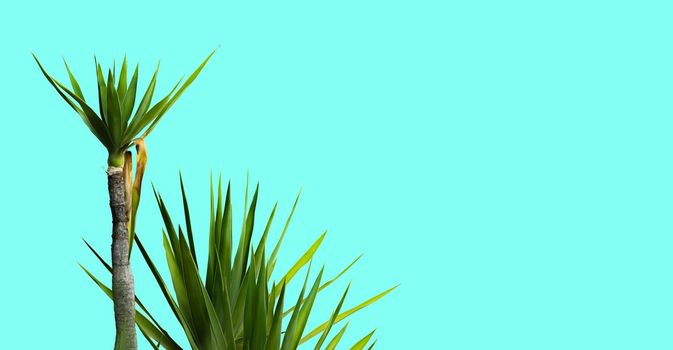 plants isolated on turquoise background with space for text