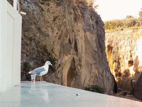 Small white and gray seagull standing on the edge of windowsill in front of high cliffs