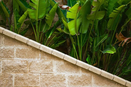 tropical plants outside with a diagonal wall in front. abstract background, mediterranean