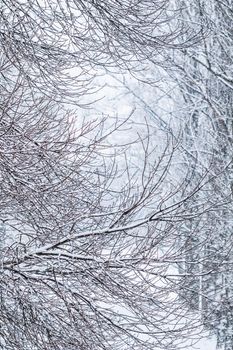 Snowing landscape, winter holiday concept - Fairytale fluffy snow-covered trees branches, nature scenery with white snow and cold weather. Snowfall in winter park. Soft focus