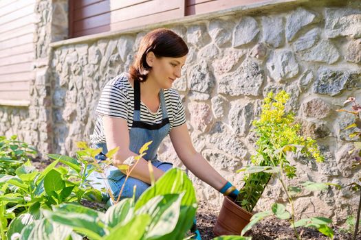 Springtime, spring gardening in backyard. Female in apron of gardening gloves with shovel planting flowering plants in ground from pot. Sunny day green plants, hobbies and leisure of middle aged woman