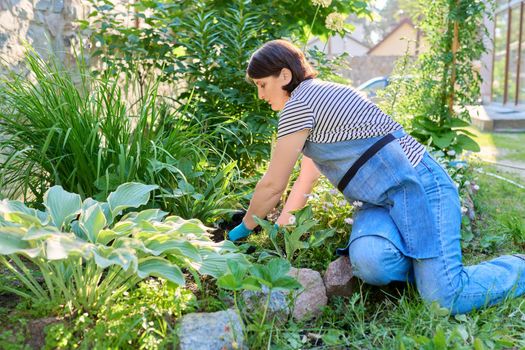 Springtime, spring gardening in backyard. Female in apron of gardening gloves with shovel planting flowering plants in ground from pot. Sunny day green plants, hobbies and leisure of middle aged woman