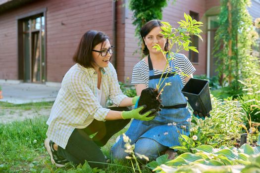 Two women planting a peony plant from a pot in a spring garden. Middle-aged females in gardening gloves are transplanting the plant in the groove, spring time, gardening, in the backyard