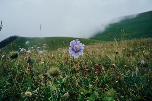 Field flowers mountains travel adventure nature. High quality photo