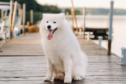 A large white Samoyed dog is sitting on the pier near the yacht.