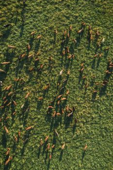 Aerial top-down view over meadow cows showing their long shadows from sundown in grass field. Summer green meadow at sunset with herd of cows. Drone view od graze of beef. Vertical