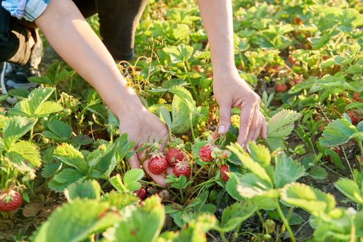 Harvest natural eco-friendly strawberries, berries on the plant, home garden. Growing strawberries without the use of chemical mineral fertilizers