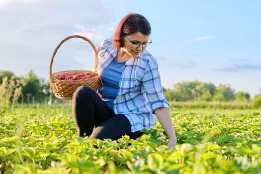 Farm field with strawberries, woman picking berries with a basket. Growing organic, natural strawberries. Healthy food, fresh sweet tasty vitamin berries