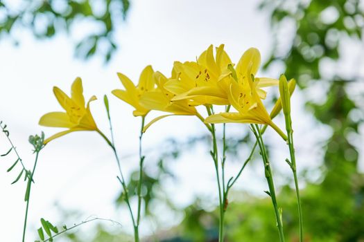 Closeup blooming yellow daylily, nature sky background, spring summer season, beauty of nature