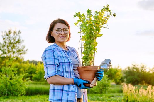 Woman gardener holding pot with flowering loosestrife plant, female in gloves and garden shovel looking at camera, sunset, nature background