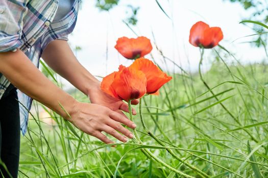 Large flowers garden red poppies, woman's hands touching poppies. Spring, springtime, season, botany, beauty of nature concept