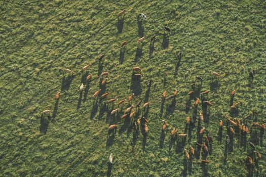 Aerial top-down view over meadow cows showing their long shadows from sundown in grass field. Summer green meadow at sunset with herd of cows. Drone view od graze of beef