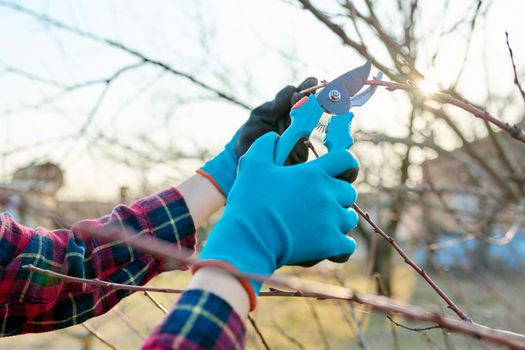 Spring seasonal gardening, pruning fruit trees. Close-up of woman's hand with gloves with pruning shears and tree branches, springtime