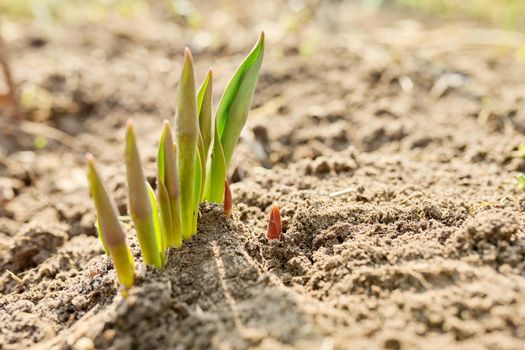 Spring garden backyard, small sprouting tulips close-up, springtime