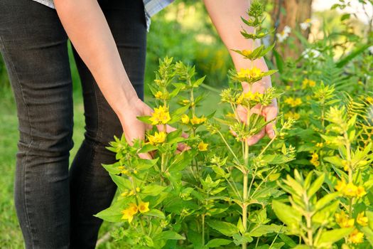 Close-up of woman's hands touching blooming bush of yellow loosestrife. Spring, springtime, season, botany, beauty of nature concept