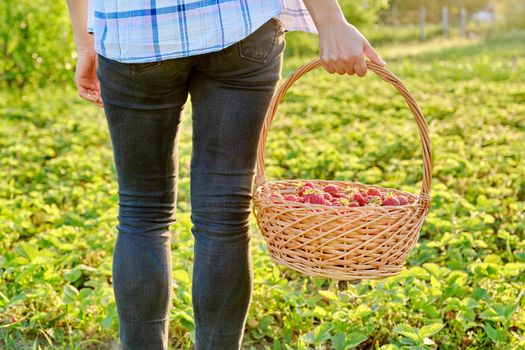 Farm field with strawberries, woman walking with a basket of fresh picked berries. Growing organic, natural strawberries. Healthy food, fresh sweet tasty vitamin berries