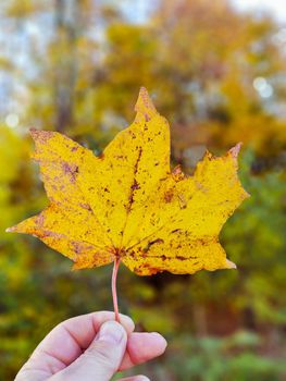 yellow maple leaf in hand, close-up. Selective focus