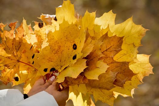 Bouquet of yellow maple leaves in the forest. Close-up.