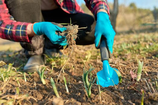 Seasonal spring garden work, woman's hands in gloves with garden tools with a shovel on a flower bed with sprouting flowers, springtime