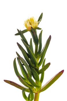 Carpobrotus edulis is a ground-creeper native to South Africa. Hottentot fig is also sometimes called the highway ice plant, the pigface, and the sour fig. Isolated on white background.