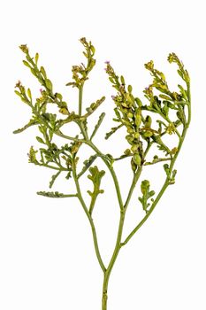 Cakile maritima is a flowering plant species native to temperate climates in North Africa, western Asia, and Europe. The european searocket tolerates high salt conditions and often grows near dunes and water banks. Isolated on white background.