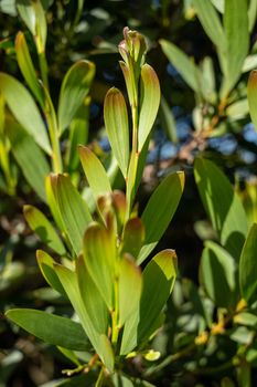 Acacia Melanoxylon or Acacia Penninervis, dark green, narrow leaves and small, ball-like, yellowish white flowers. Wild blackwood or Wattle is flowering plant in the pea family Fabaceae, Mimosoideae.