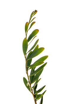 Acacia Melanoxylon or Acacia Penninervis, dark green, narrow leaves and small, ball-like, yellowish white flowers. Isolated on white background.