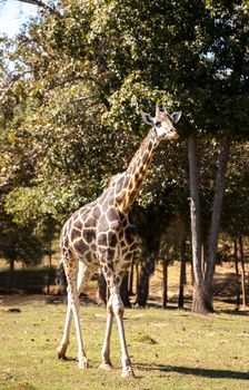 Angolan giraffe is also called Giraffa giraffa angolensis and is found in Namibia through Western Zimbabwe.