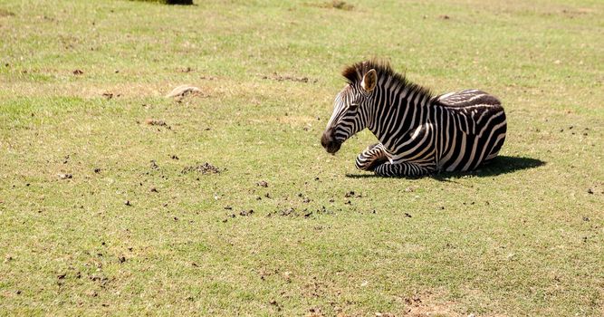 Beautiful black and white Plains zebra Equus quagga in an open field.