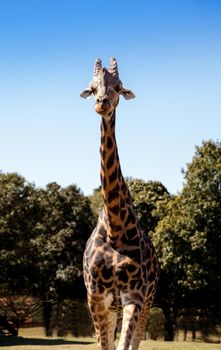 Angolan giraffe is also called Giraffa giraffa angolensis and is found in Namibia through Western Zimbabwe.