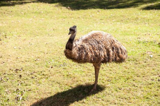 Emu bird Dromaius novaehollandiae is the second largest bird in the world and is found in Australia.