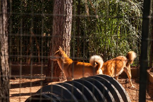 New Guinea singing dog Canis lupus dingo pair in captivity in a cage.