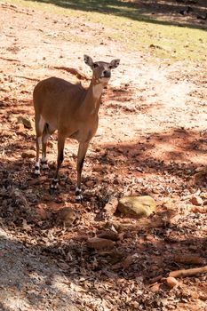 Nilgai is a large Asian antelope Boselaphus tragocamelus in India.