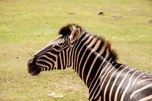 Beautiful black and white Plains zebra Equus quagga in an open field.