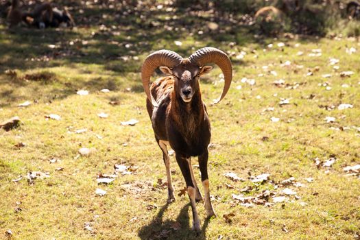 Rocky Mountain Bighorn sheep Ovis canadensis californiana with large horns stands ready to engage.