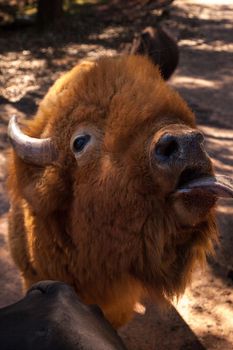 Red American bison also called Bison bison or American buffalo and is found in South Dakota.