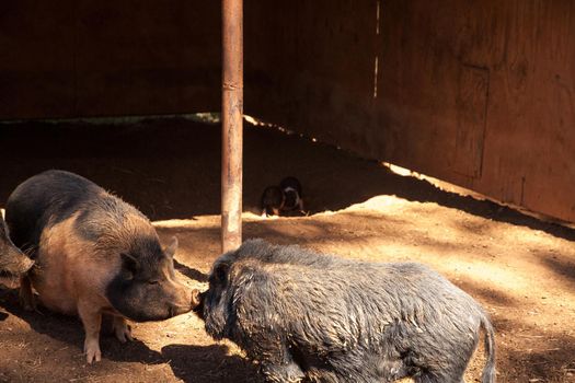 Nose to nose Vietnamese Pot-bellied pigs in a farm in Georgia, USA