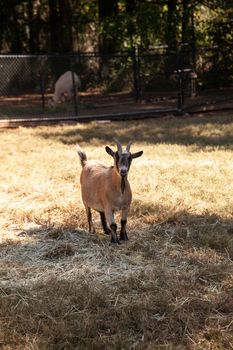 American pygmy goat also called the Capra aegagrus hircus on a farm.