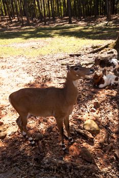 Nilgai is a large Asian antelope Boselaphus tragocamelus in India.