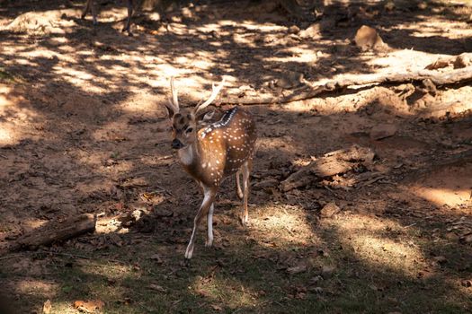 Chital deer also called spotted deer Cervus axis is from grasslands in India and Sri Lanka.