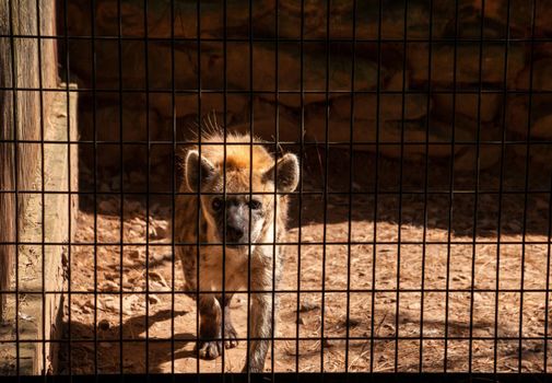 Spotted hyena Crocuta crocuta behind the bars of a cage in captivity
