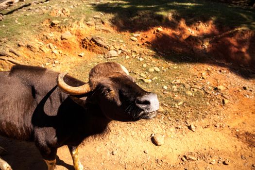 Domestic Water buffalo Bubalus bubalis with big horns and black hide.