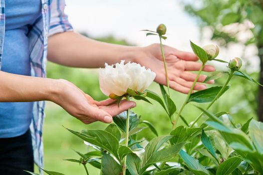 A bush of white peonies in the garden, hands of a woman touching flowers. Beauty, spring, springtime, season, botany, nature concept